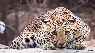 leopard drinking in the wild