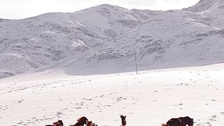 Is the beauty of the video due to the horses or the natural scenery?