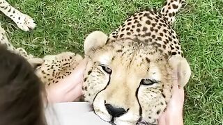 Obedient cheetahs