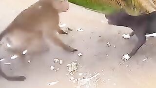 Monkey ???? vs ???? dog