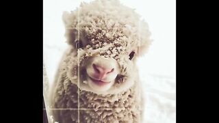 Cutee