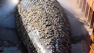 Whales seek help from humans when barnacles cling to them
