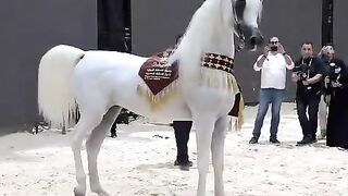 جمال الخيل