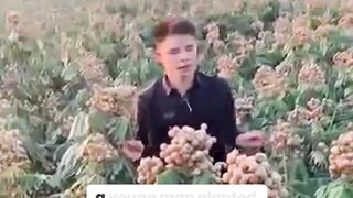 Unbelievable! Young Man’s Tiny Longan Tree Yields an Abundance of Fruit in Just One Year!