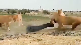 Crocodile ????