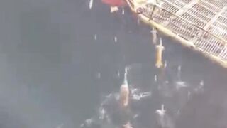 Unbelievable! This Simple Trick Catches Squid by the Dozens Instantly!