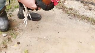 Hypnotizing a Rooster