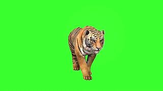 Tiger 3d animation video