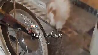 cat bees
