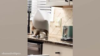 Funniest Cats Compilation 2025????