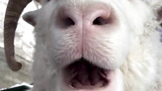 Cute Pets & Animals