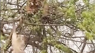 Monkey vs Tiger