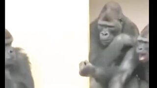 Animals funny