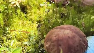 Come pick mushrooms with me