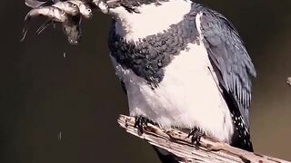 I present to you the one and only, The Kingfisher!