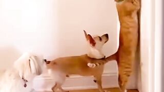 كنت تفكر في تبني قطة صغيرة، فكن مستعدًا للكثير من