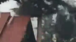 This Tree is Worth More Than GOLD After Lightning Struck It!