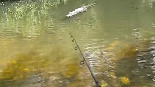 buaya buntung