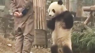 panda lucu