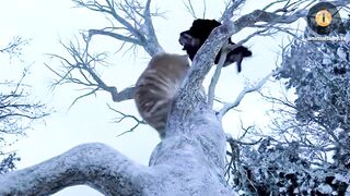 10 loudest animals in the world