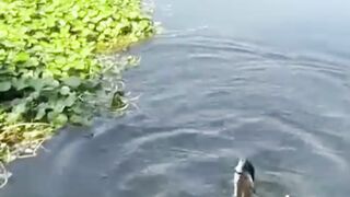 This Man’s Shocking Fishing Trick Using CHILIES – You Won’t Believe How It Works!