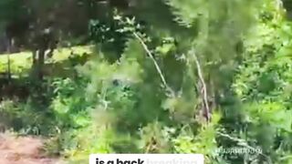This Machine Obliterates Bushes in Seconds!