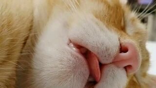 Cute cats ???? ???? follow me please