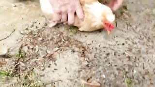 Hypnotize a Chicken
