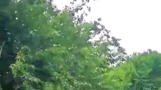 This Controversial Tool Shakes Trees and Sparks Debate!