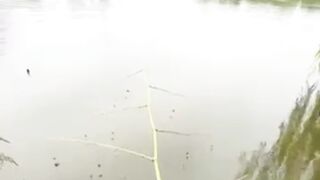Shocking! Fishing with Bamboo Twig Yields INSANE Results!
