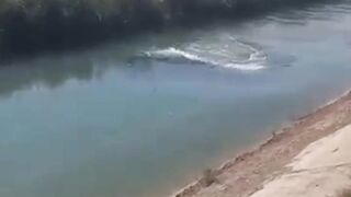 Shocking! A Mysterious Creature Appeared in the River?