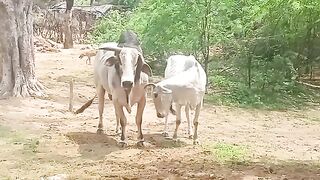 Milky Cows