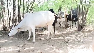 Top Quality Cows