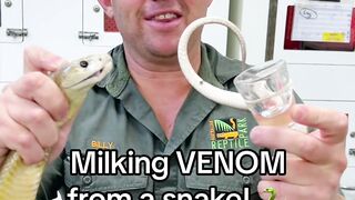 The Australian Reptile Park is home to 7 out of 10 of the most venomous terrestrial snakes in Australia, with the Coastal
