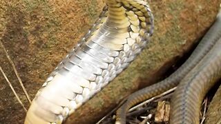 ???????? Listen to the Sound of a Snouted Cobra Hissing / Puffing ???????? Immerse yourself in the captivating world of the