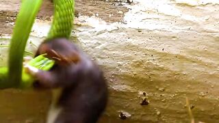 #snake #snakesoftiktok #coolanimals #fyp
