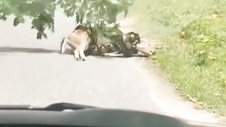 The couple tried to rescue a small deer from a giant python. #globalwildlife #deer #python