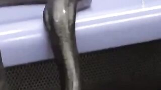Just another day on the subway... This pet snake slithered off the seat approaching other customers in the carriage.