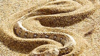#snake #wildlifeoftiktok #foryoupage #animalslifestyle