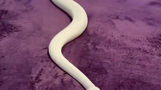 It's like a treadmill for snakes ???? (????: ViralHog) #ladbible #animals #coolvideos #snakesoftiktok
