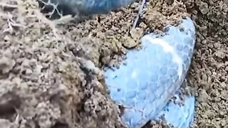 Blue Cobra very Rare #snakes #snakesoftiktok #snake #bluesnake #raresnake #viralvideos #trending