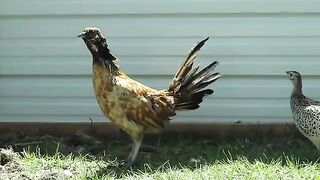 Wild Chickens