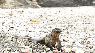 #snake #foryoupage #animalsoftiktok #wildlifeoftiktok #