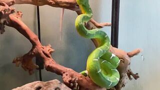 Eve is a pretty girl???? #snake #emeraldtreeboa #boa #boasoftiktok #reptilesoftiktok #snakesoftiktok