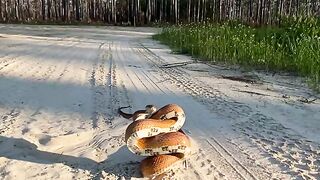 The biggest corn snake I’ve ever seen! Cruised on a dirt road in Florida. ???? _ _ #cornsnake #corn #snake #snakes