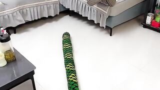 How can a toy snake move? #toy #tricky #foryou #tiktok