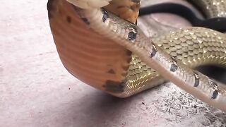 amazing snake fight #fouryou #tiktok #fyp
