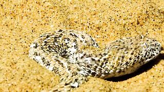 #amazinganimal #animalslifestyle #wildlifeoftiktok #foryoupage