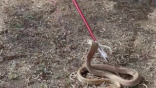 Snake Handling Courses... We run public snake awareness, first aid for snakebite and venomous snake handling courses