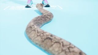 Boa Constrictor Suffocates Itself?! ????. #science @jimimoso_official